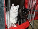 Heimtiermesse  009